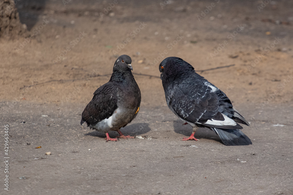 A pigeon without a tail. One pigeon looks after another. A pigeon without a tail. One pigeon looks after another.