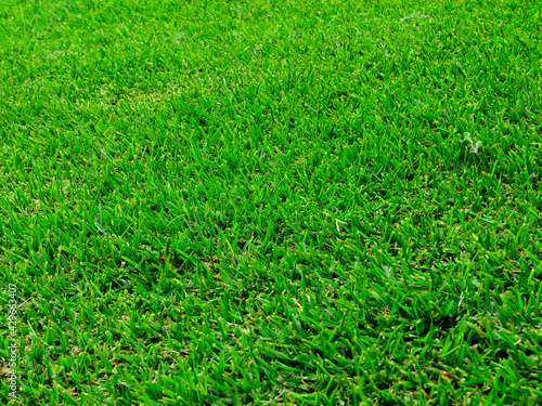 Very green grass texture background in spring.
