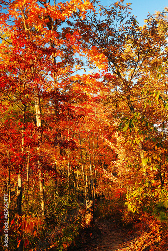 Fototapeta Naklejka Na Ścianę i Meble -  A foot path goes through a forest with autumn foliage