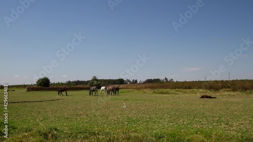 Wallpaper Mural Time lapse Cape Riding horses graze in paddock. Foal lies down and gets up Torontodigital.ca