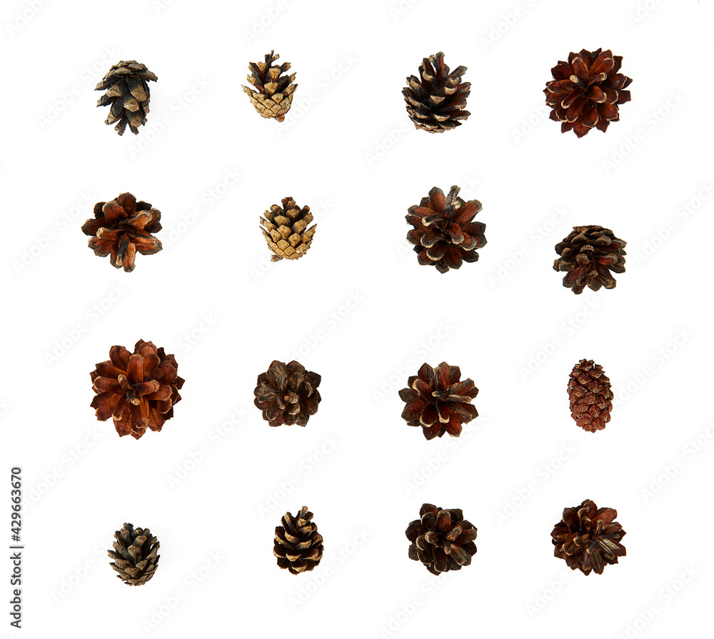 cones of pine isolated on white background cones of pine isolated on white background