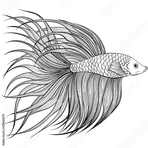 Betta fish or Siamese fighter fish side view in hand drawn line art style. Decorative goldfish veiltail. Illustration isolated on white background. Tattoo art design, coloring book page