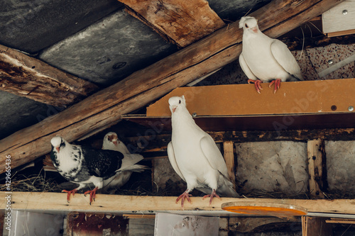 Pigeons in a wooden pigeon