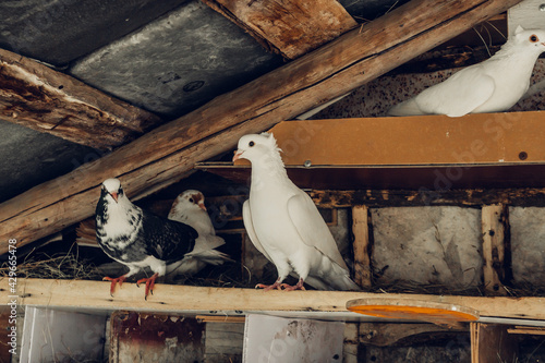 Pigeons in a wooden pigeon
