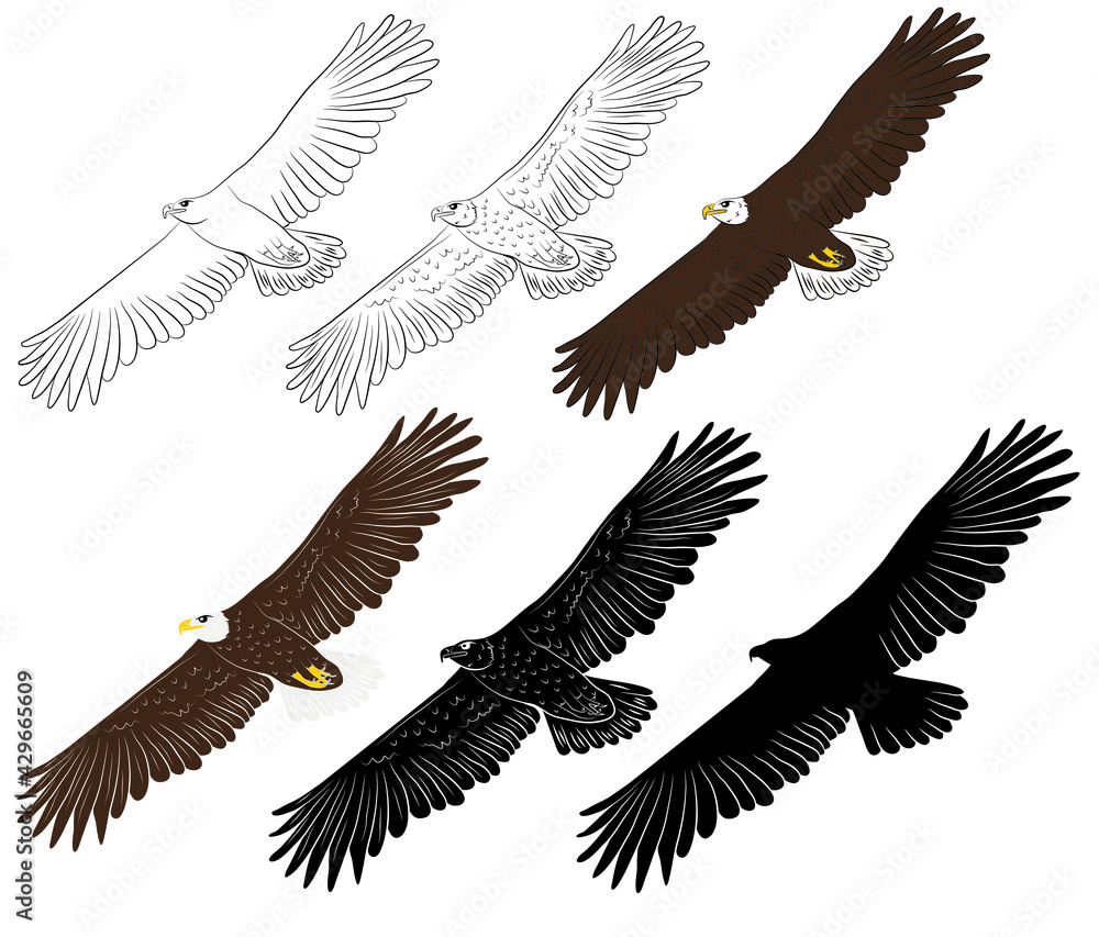 Fototapeta premium Set of Cartoon flying wild eagle in isolate on a white background. Vector illustration.