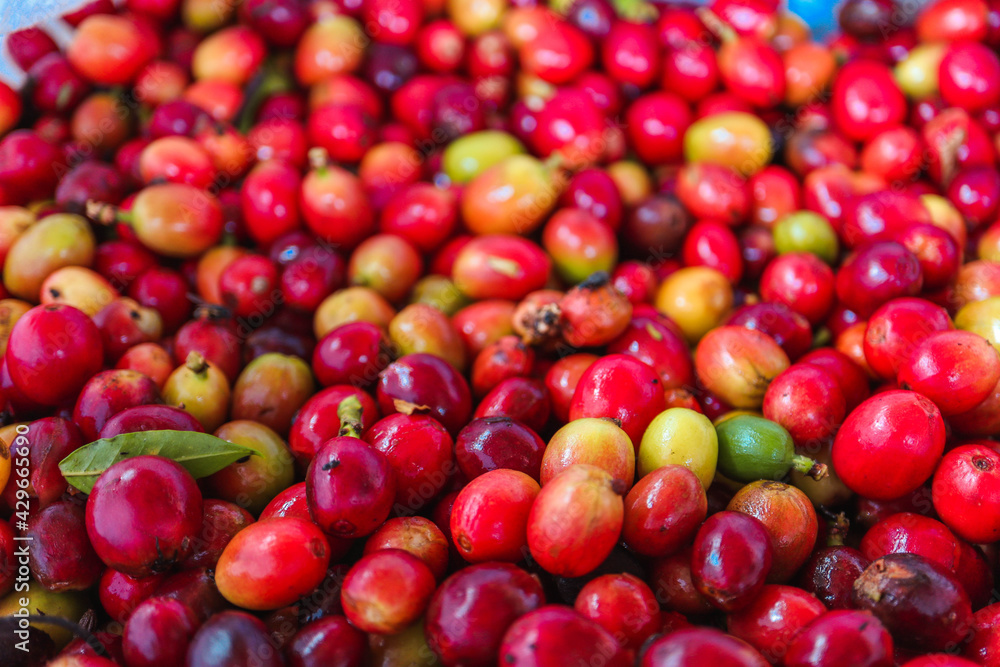 The magic behind coffee The magic behind coffee