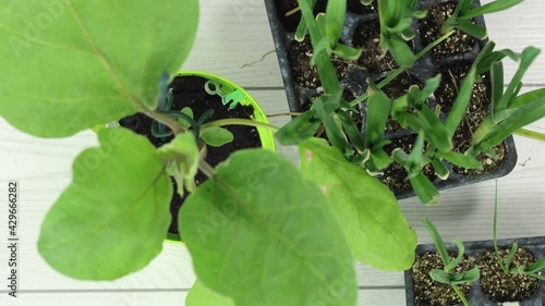 group of plants to be planted in the orchard