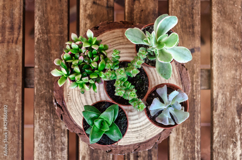 Top view of potted succulent plants. Wooden background.