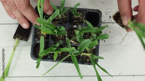 group of plants to be planted in the orchard