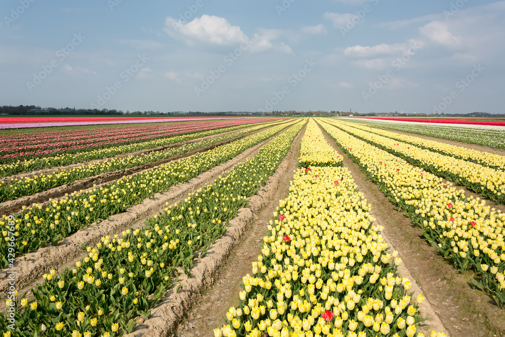 Wonderful spring landscape. Field of blooming yellow tulips, horizon and blue sky.