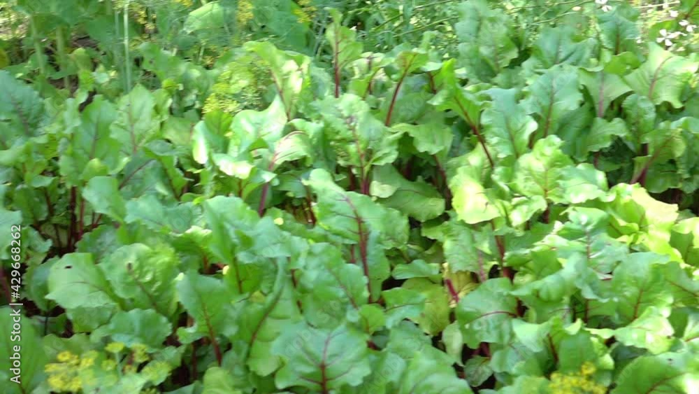 Beetroot patches in the garden in slow motion 250fps Beetroot patches in the garden in slow motion 250fps