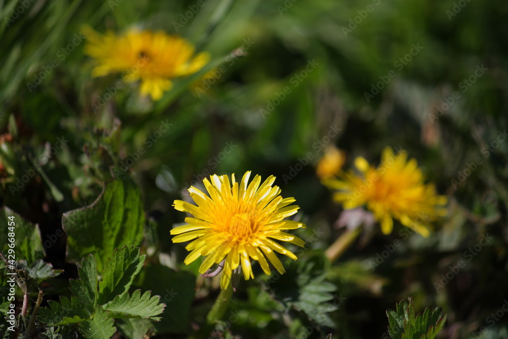 Nahaufnahme von Löwenzahnblüten im Frühling bei Sonnenschein Nahaufnahme von Löwenzahnblüten im Frühling bei Sonnenschein