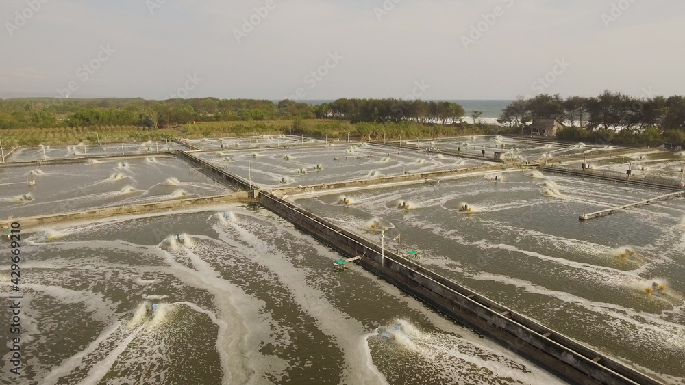 Fototapeta premium shrimp, prawn farming with with aerator pump for oxygenation water. Shrimp farms aerial view aquaculture business exported international market. java, indonesia