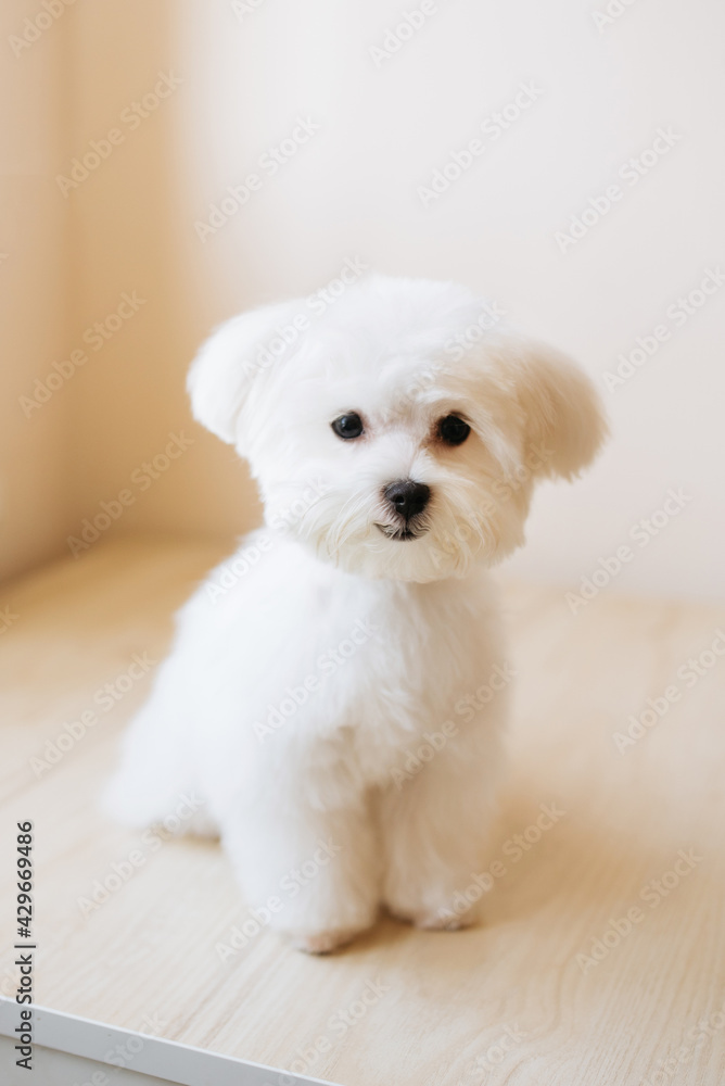 Portrait of a cute white long-haired Maltese. The puppy is 4 month old on the picture. Portrait of a cute white long-haired Maltese. The puppy is 4 month old on the picture.