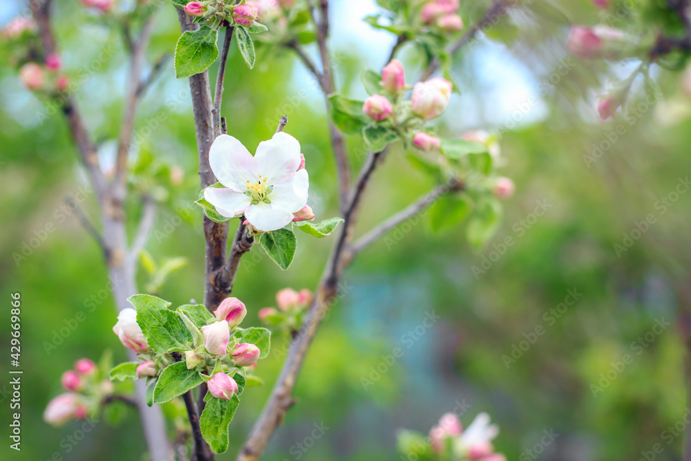 Blooming apple tree in spring time. Close up macro shot of white flowers Blooming apple tree in spring time. Close up macro shot of white flowers