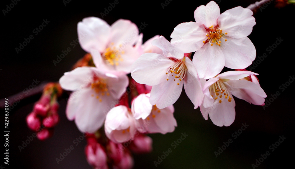 Real pink sakura flowers or cherry blossom close-up.