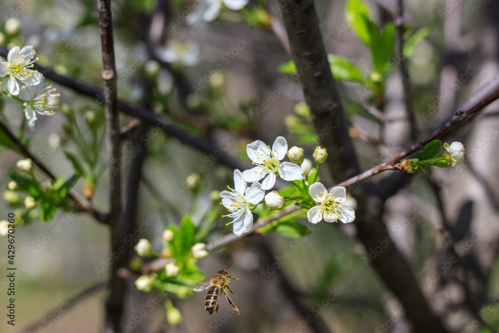 Spring. Bees collects nectar from the white flowers of a flowering cherry on a blurred natural back Spring. Bees collects nectar from the white flowers of a flowering cherry on a blurred natural back
