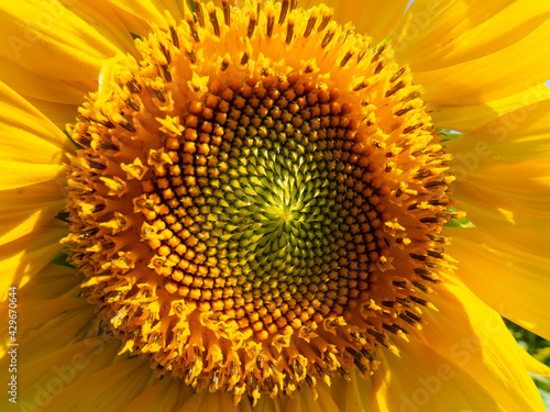 Close-up of a sunflower in spring