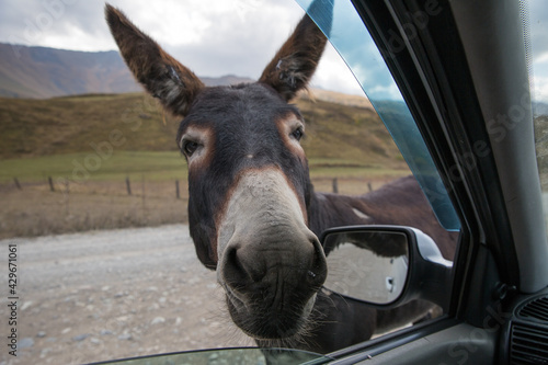 One funny donkey with big ears and a cute face looking curiously in the window of the car and begging a food