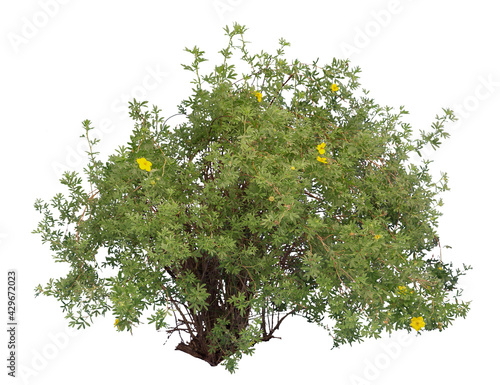 Shrubby cinquefoil isolated on white background. photo