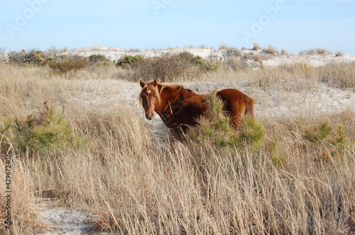 A wild horse roaming Assateague Island  in Worcester County  Maryland.