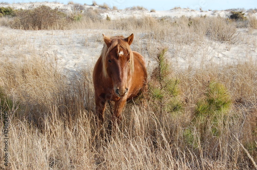 A wild horse roaming Assateague Island, in Worcester County, Maryland. photo