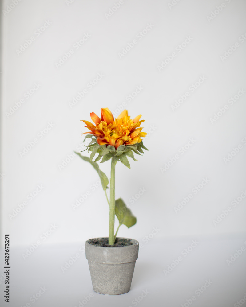 Fototapeta premium Yellow and Orange Flower