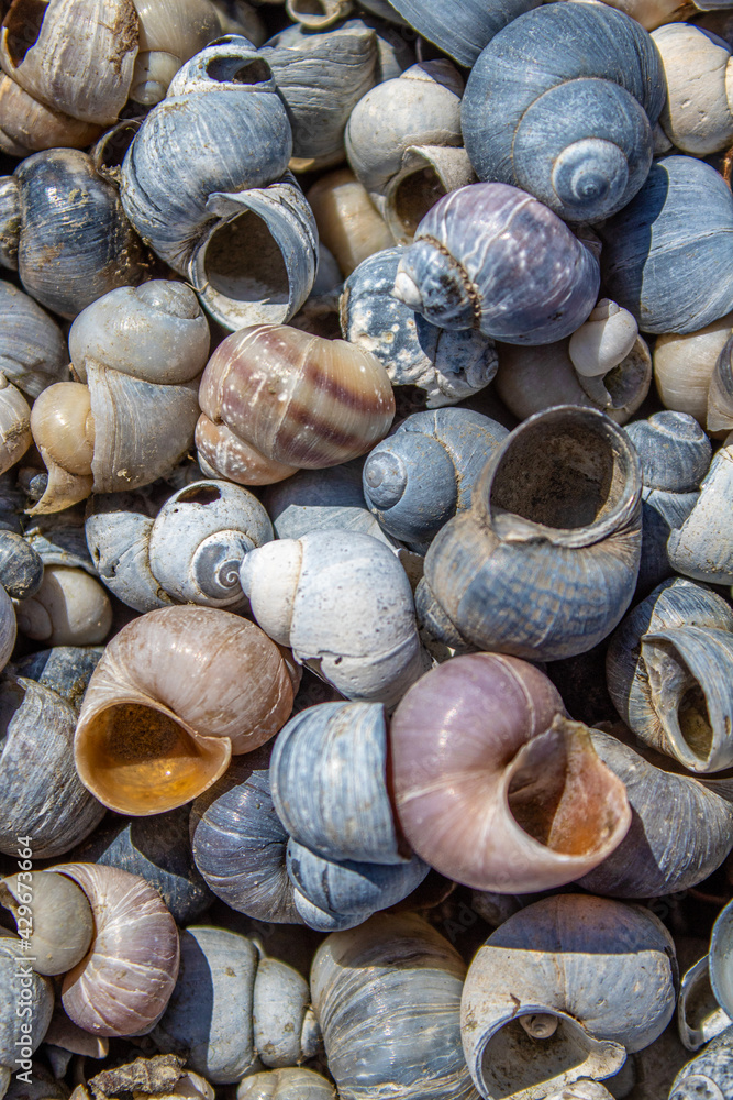 much, maritime, colorful, shining, seaside, shellfish, glaring, naval, littoral, spiral, abstract, background, beach, beautiful, black, blue, closeup, concept, donskoy natural park, grey, group, holid