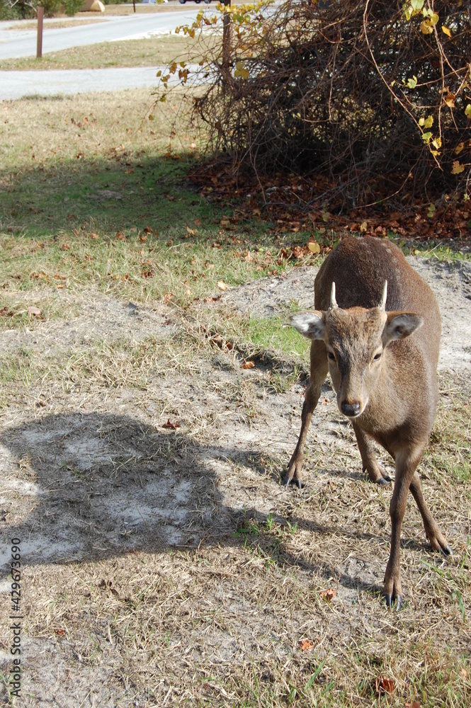 A sika deer buck enjoying a sunny day on Assateague Island, in Worcester County, Maryland. A sika deer buck enjoying a sunny day on Assateague Island, in Worcester County, Maryland.
