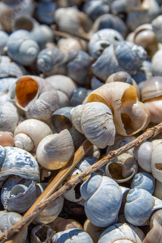 much, maritime, colorful, shining, seaside, shellfish, glaring, naval, littoral, spiral, abstract, background, beach, beautiful, black, blue, closeup, concept, donskoy natural park, grey, group, holid photo