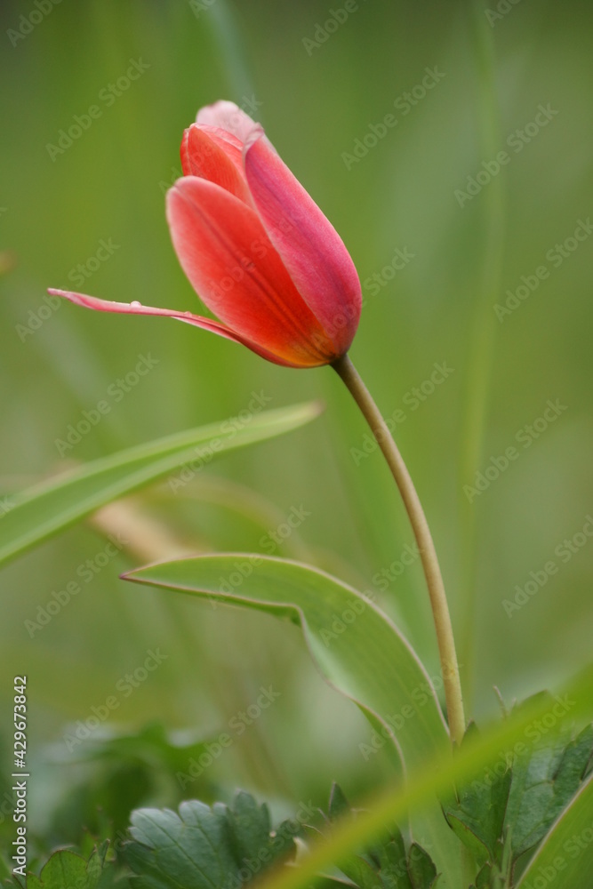 Red tulip growing in the garden (Tulipa)	