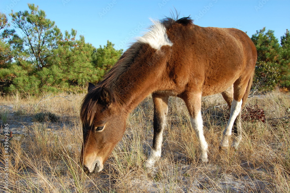 Fototapeta premium A wild horse feeding on the grasses that grow on Assateague Island, in Worcester County, Maryland.