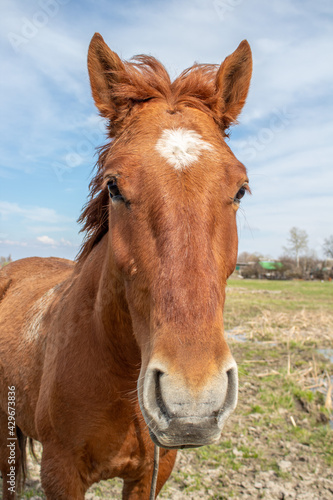 Horse close-up. Portrait © Aktrisa