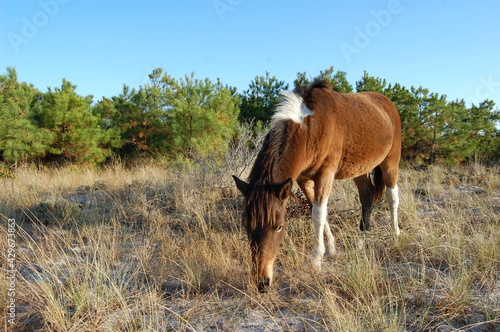 A wild horse feeding on the grasses that grow on Assateague Island, in Worcester County, Maryland.