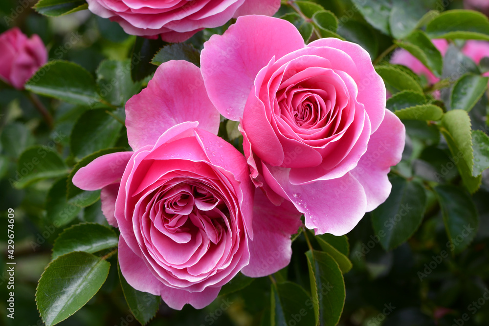 Blumen 1355 Blumen 1355