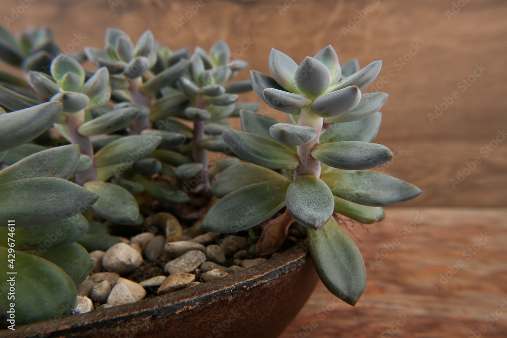 Obraz premium Succulent houseplant Sedum morganianum in pot. Cactus plant donkey tail or burro's tail.