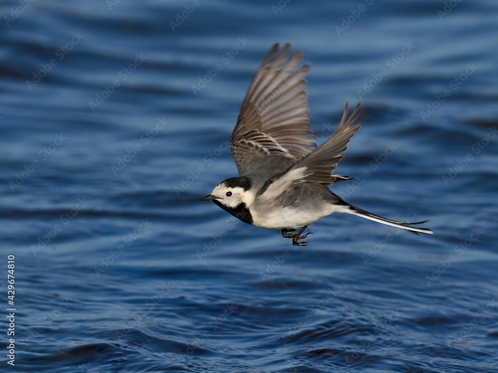 White wagtail (Motacilla alba) White wagtail (Motacilla alba)