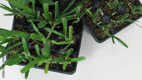 group of plants to be planted in the orchard