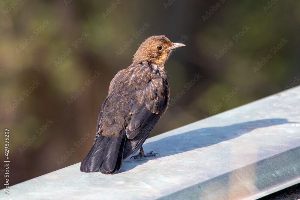 Obraz premium Jungamsel