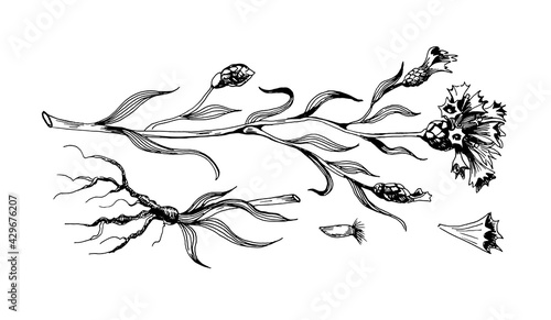 botanic illustration of cornflower with blossom and root