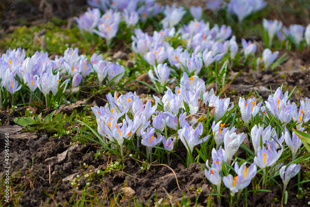 Fototapeta premium spring flowers. in the photo, crocus flowers