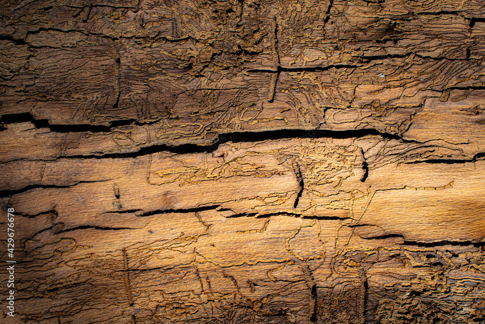 texture of wall, old wood texture