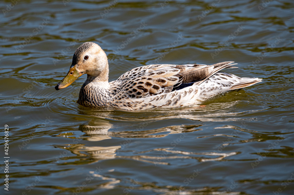 Leucistic mallard duck with partial loss of pigmentation Leucistic mallard duck with partial loss of pigmentation