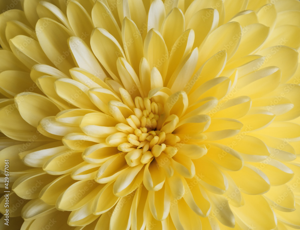 Flower of yellow chrysanthemum, macro shot from above. abstraction. Flower of yellow chrysanthemum, macro shot from above. abstraction.