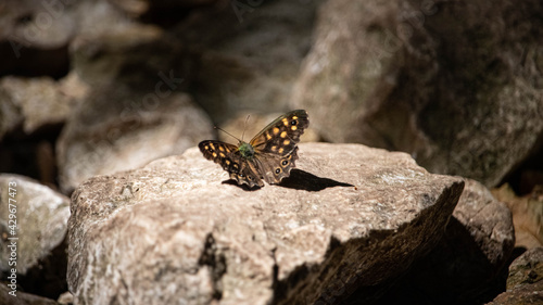 butterfly on a rock © Alex