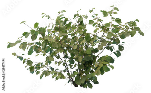 Obraz na płótnie Common hazel bush isolated on white background