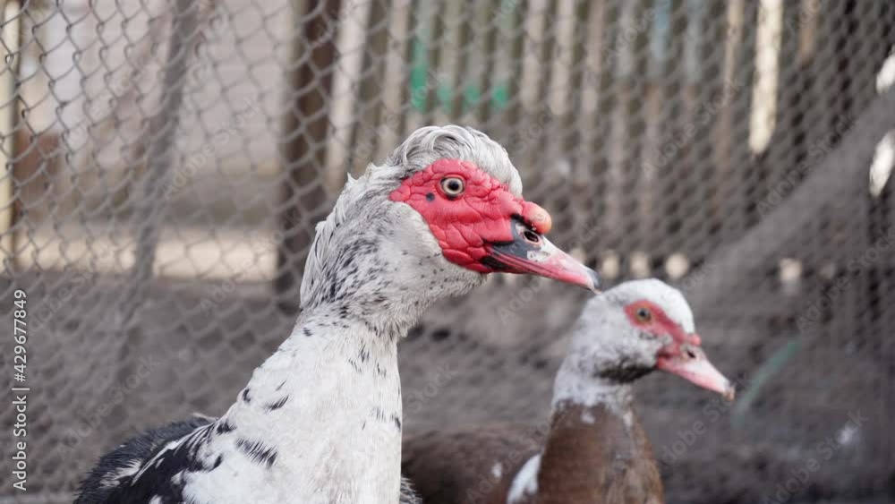 Farm Animals.Close-up shot of musk drake and Duck In The Farm Yard. 4K Farm Animals.Close-up shot of musk drake and Duck In The Farm Yard. 4K