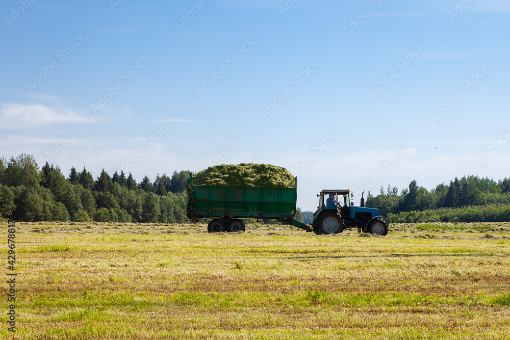 Fototapeta premium Tractor with a trailer in the field for agricultural work. 