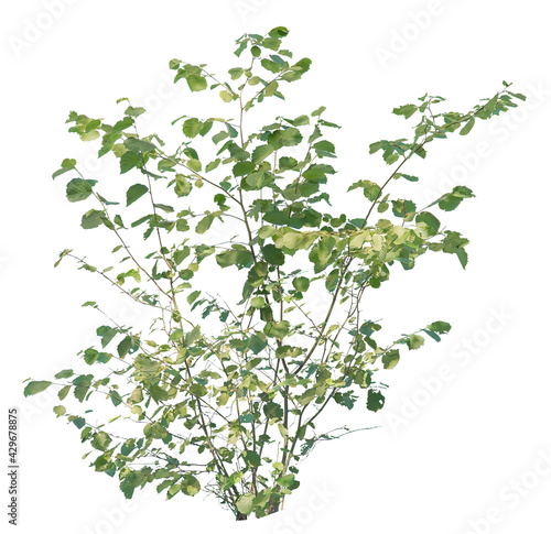 Fotobehang Hazel bush cutout, plant isolated on white background
