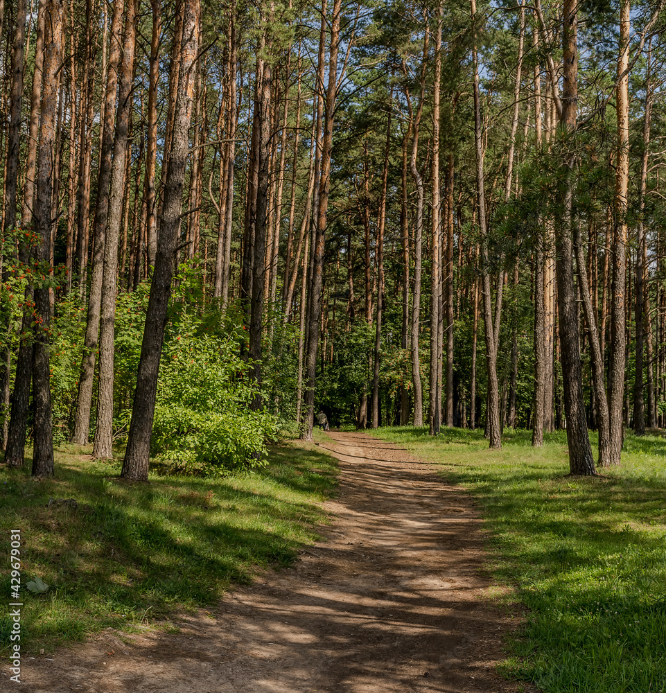A path in the forest near the village of Zhdanovichi in the Republic of Belarus. A path in the forest near the village of Zhdanovichi in the Republic of Belarus.